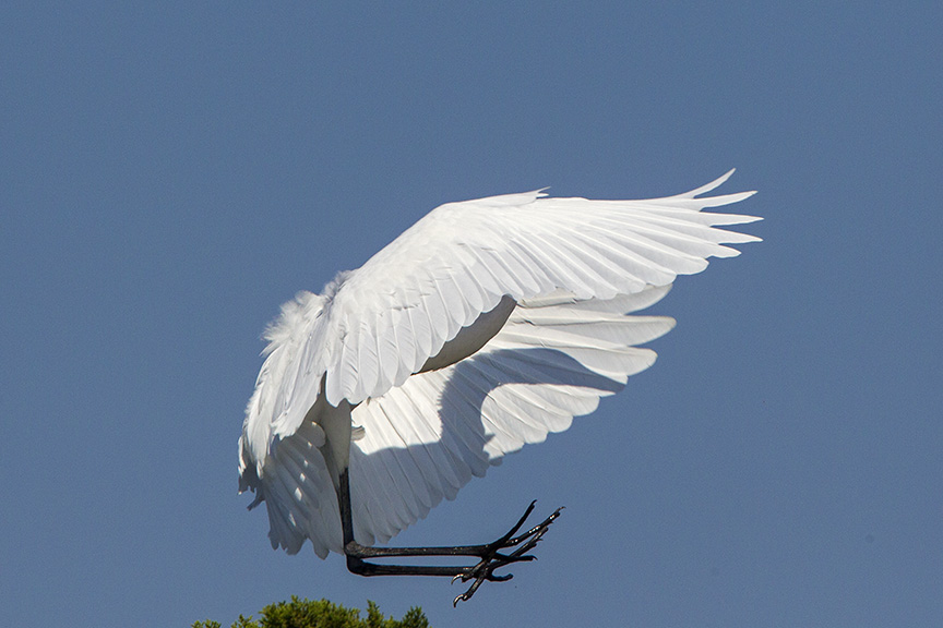 12 Great Egret Landing v1 Brig 2015_43G0178