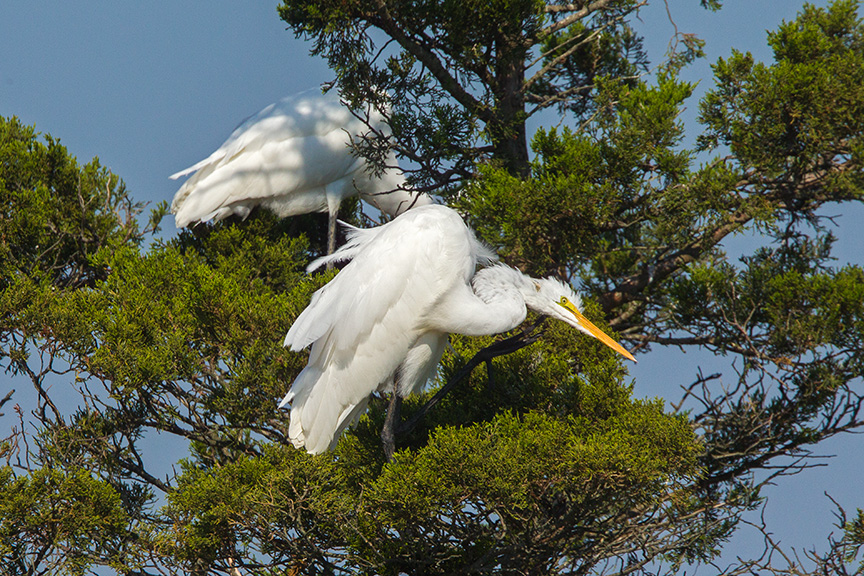 13 Great Egret Landing v2 Brig 2015_43G0254