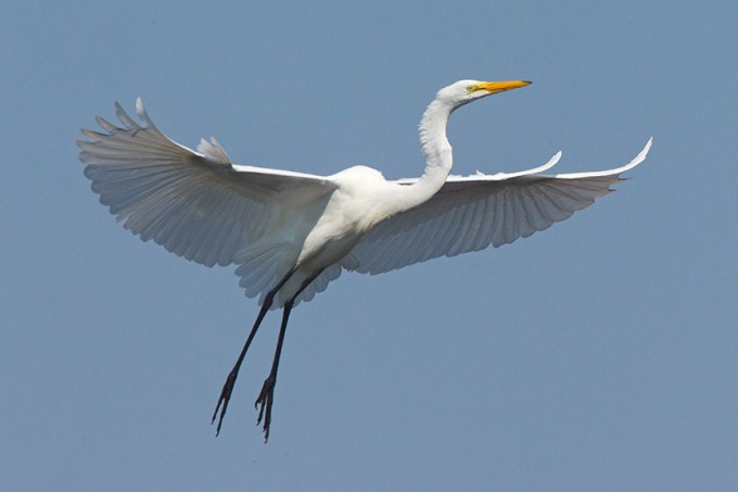 2 Great Egret Landing v2 Brig 2015 _43G0168