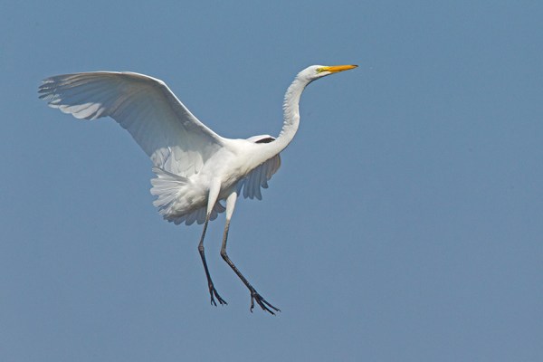 4 Great Egret Landing v2 Brig 2015_43G0170