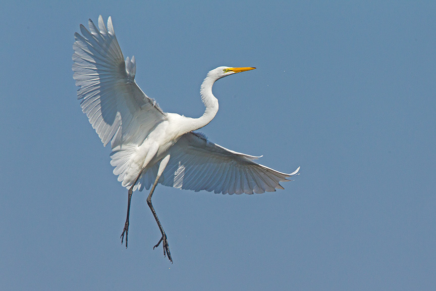 5 Great Egret Landing v1 Brig 2015_43G0171