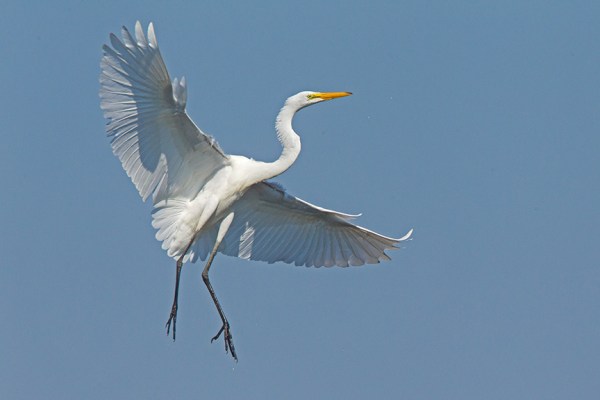 5 Great Egret Landing v1 Brig 2015_43G0171