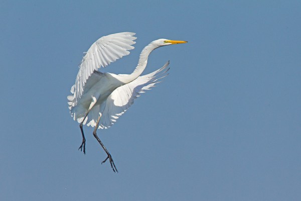 6 Great Egret Landing v2 Brig 2015_43G0172