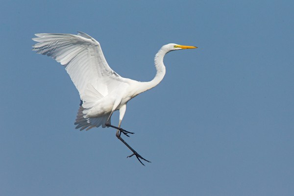 7 Great Egret Landing v1 Brig 2015_43G0173
