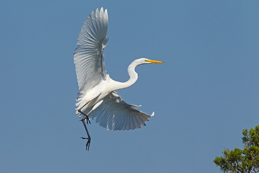 8 Great Egret Landing v2 Brig 2015_43G0174