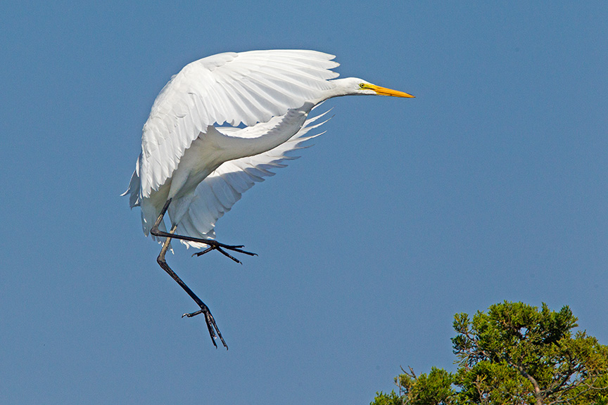 9 Great Egret Landing v2 Brig 2015_43G0175