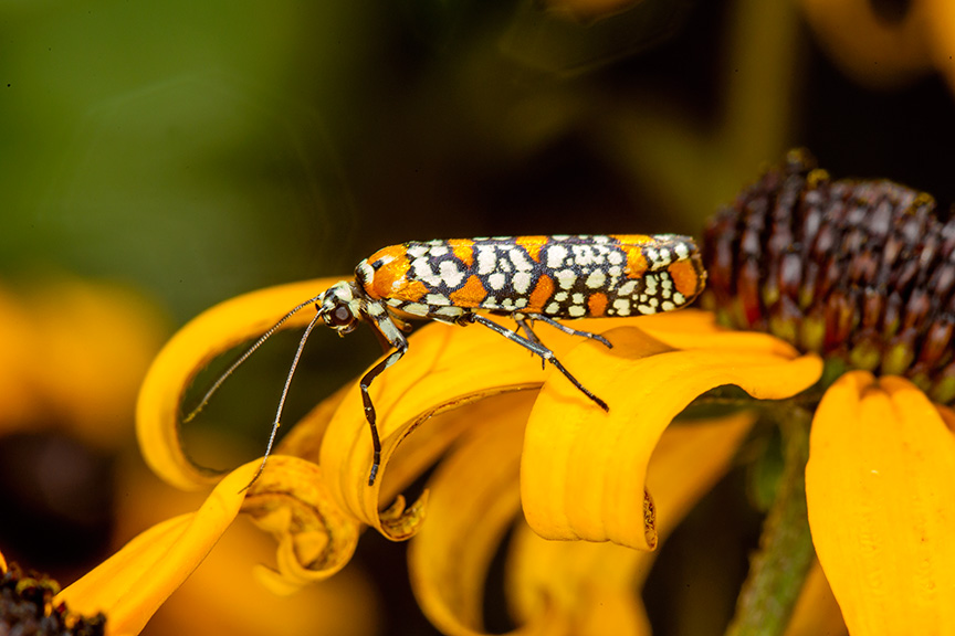 ailanthus webworm moth v1 yard_43G7222
