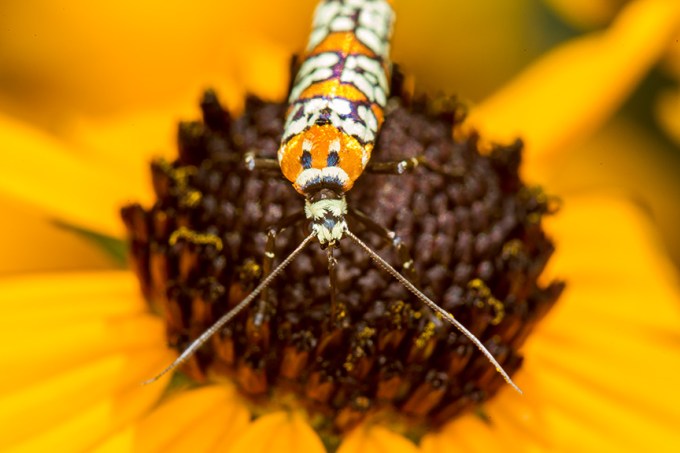 ailanthus webworm moth v1 yard_43G7232