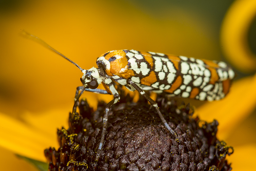 ailanthus webworm moth v1_43G7229
