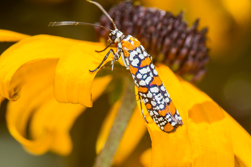 ailanthus webworm moth v1_43G7240