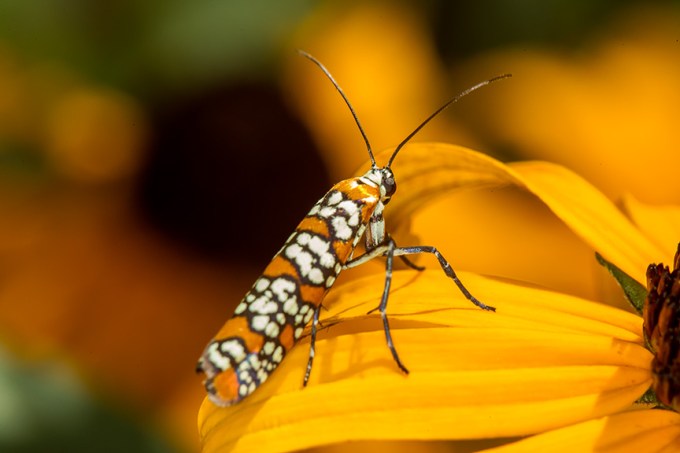 ailanthus webworm moth v1_43G7246