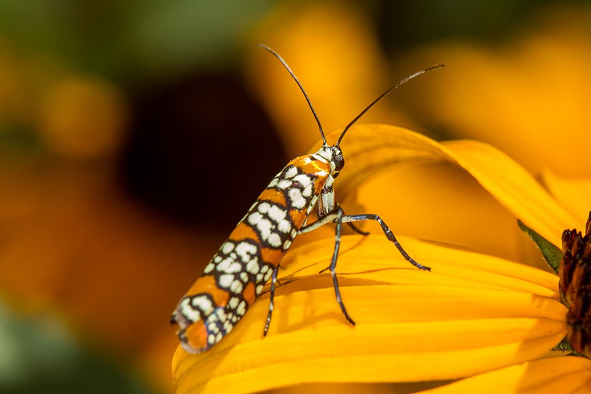 ailanthus webworm moth v1_43G7246