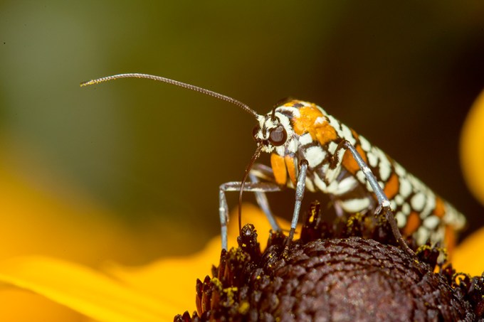 ailanthus webworm moth v1_43G7278
