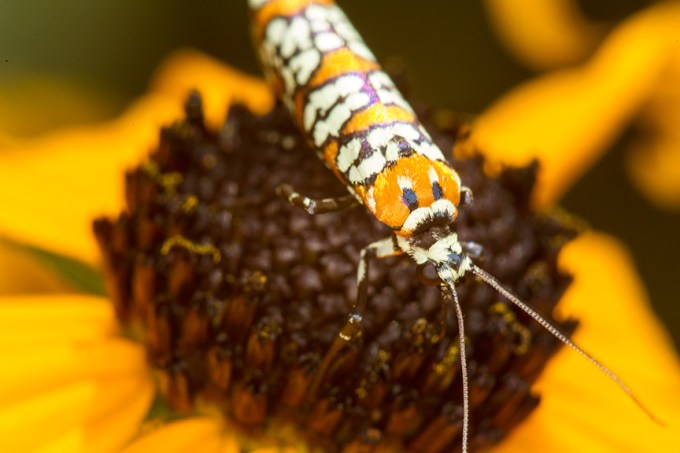 ailanthus webworm moth v1_43G7282