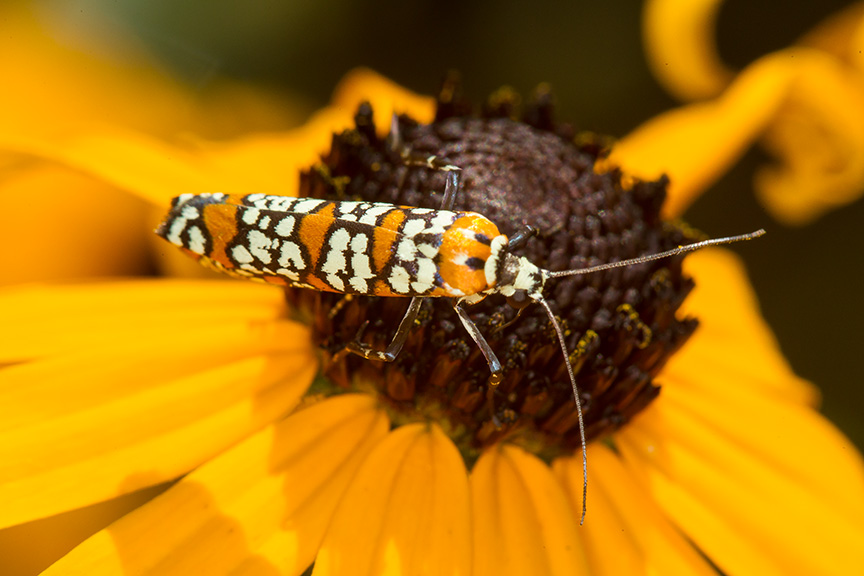 ailanthus webworm moth v1_43G7288