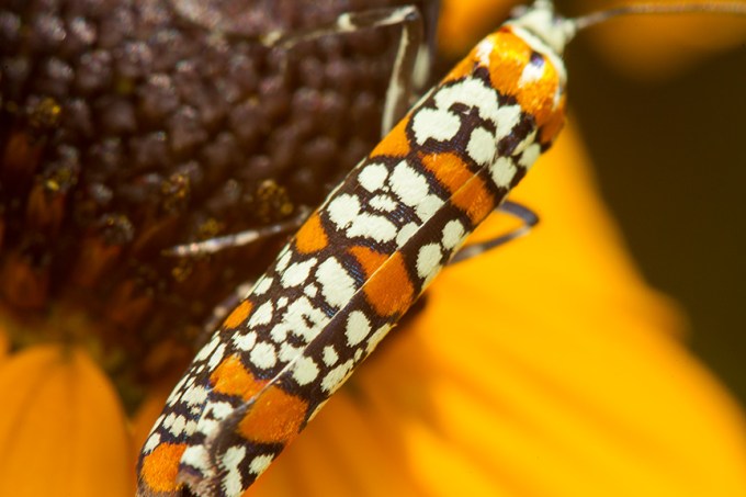 ailanthus webworm moth v1_43G7297