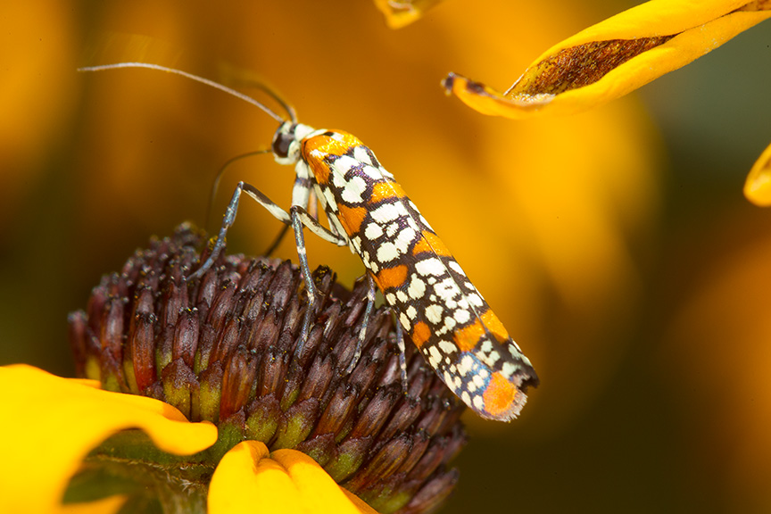 ailanthus webworm moth v1_43G7300
