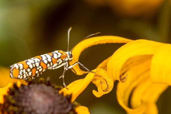 ailanthus webworm moth v2 yard_43G7235
