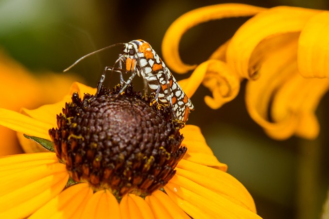 ailanthus webworm moth v2_43G7241