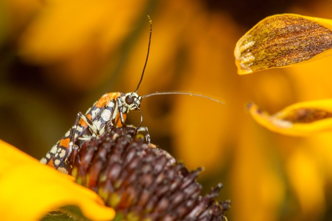 ailanthus webworm moth v2_43G7250