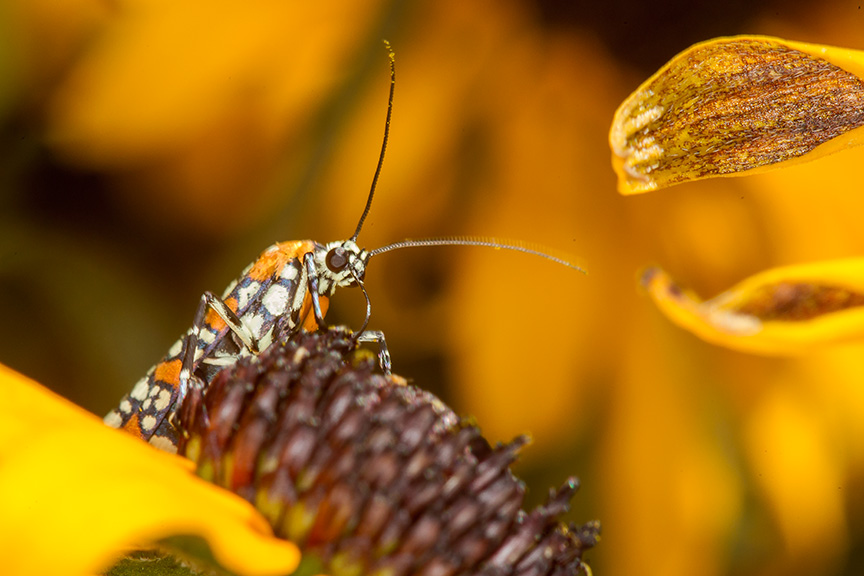 ailanthus webworm moth v2_43G7250