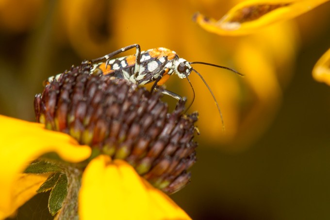 ailanthus webworm moth v2_43G7252