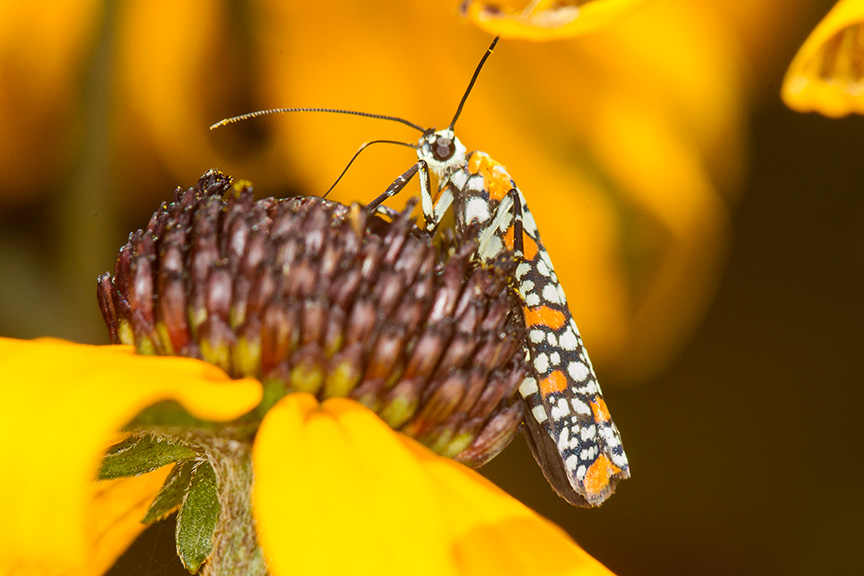 ailanthus webworm moth v2_43G7259