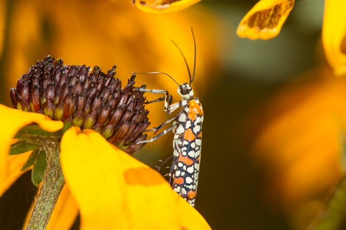 ailanthus webworm moth v2_43G7271