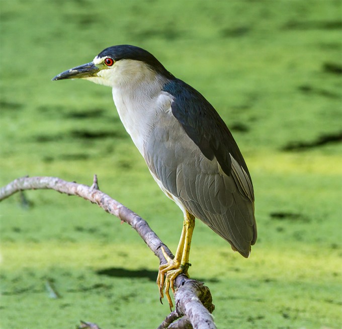 BCNH CF v2 2015_MG_8576