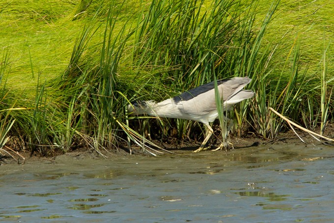 BCNH v2 Brig 2015_43G0812 2