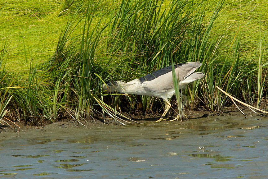 BCNH v2 Brig 2015_43G0812 2