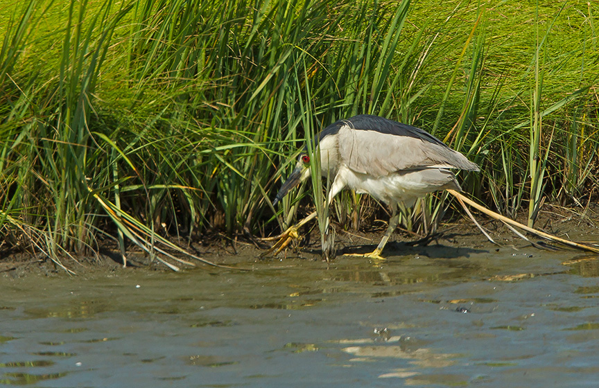 BCNH v2 Brig 2015_43G0820