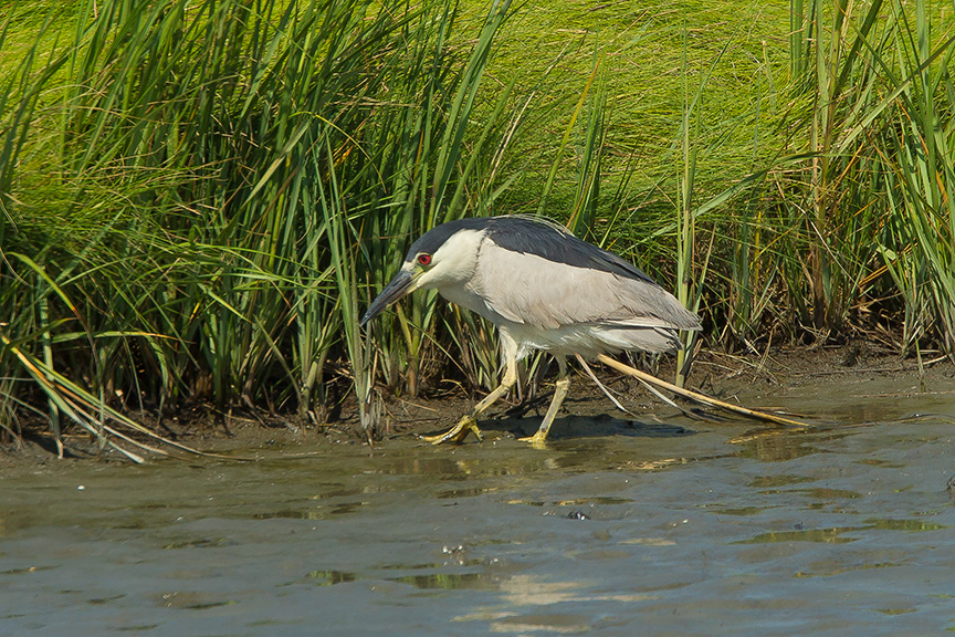 BCNH v2 Brig 2015_43G0837