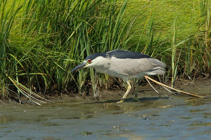 BCNH v2 Brig 2015_43G0843 2