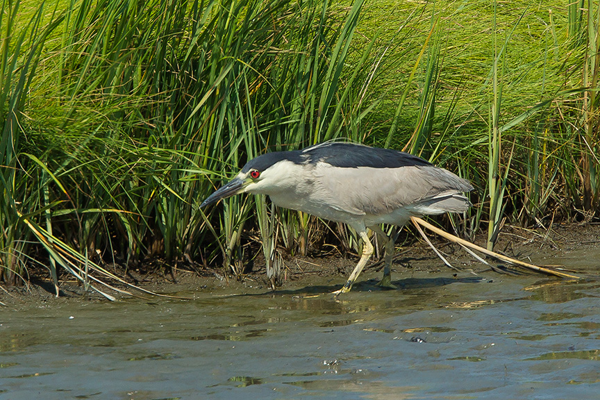 BCNH v2 Brig 2015_43G0843 2