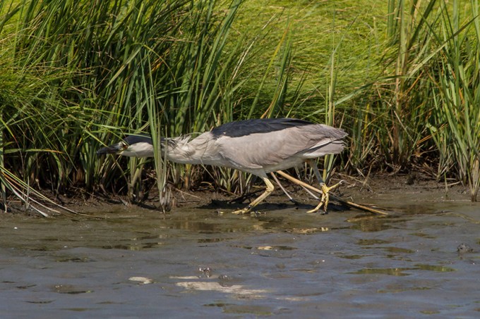 BCNH v2 brig 2015_MG_0340