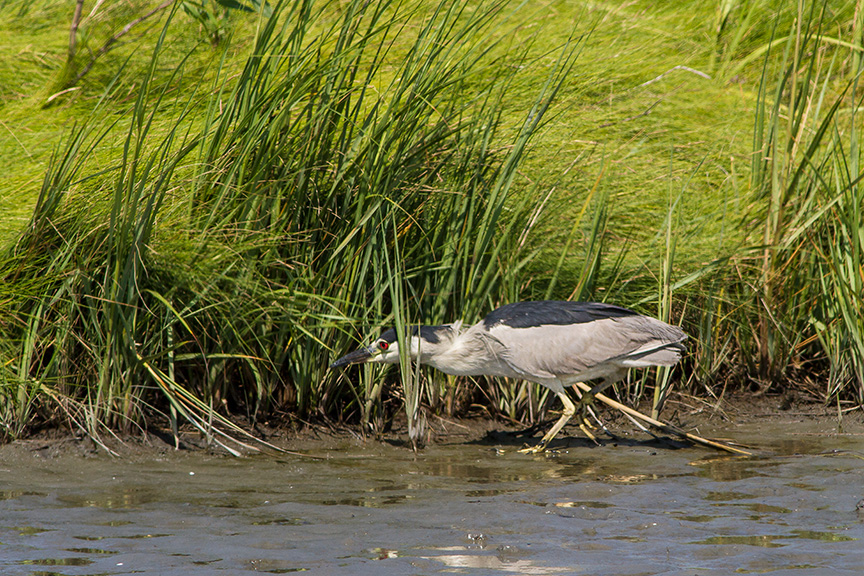 BCNH v2 brig 2015_MG_0373