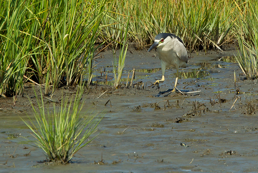 BCNH v3 Brig 2015_43G0783