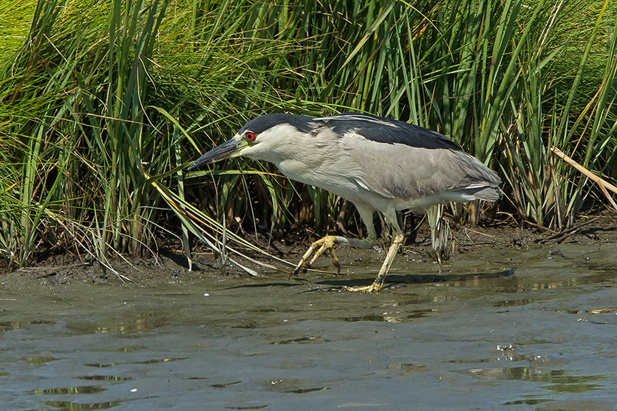 BCNH V3 BRIG 2015_43G0848 2