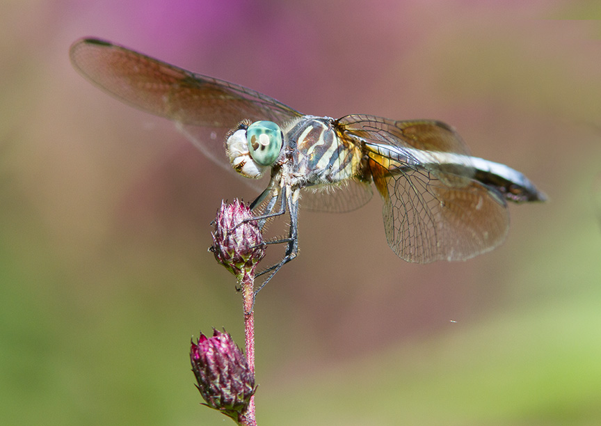 Blue Dasher cf v1 2015_MG_9091