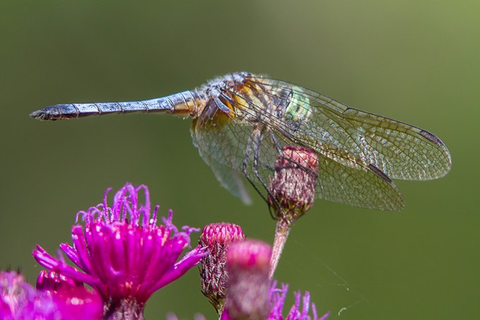 Blue Dasher cf v2_MG_8695