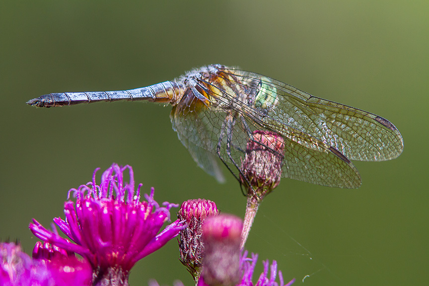 Blue Dasher cf v2_MG_8695