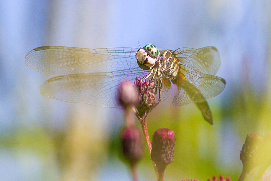 Blue Dasher thru Grasses v2 cf 2015_MG_9050