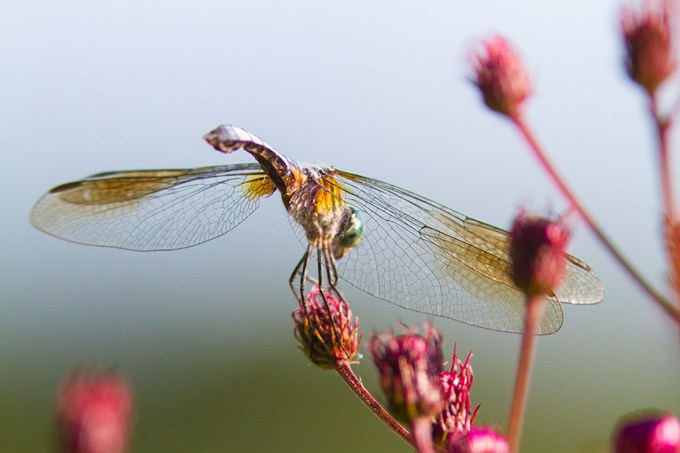 blue dasher v1 cf_MG_8912