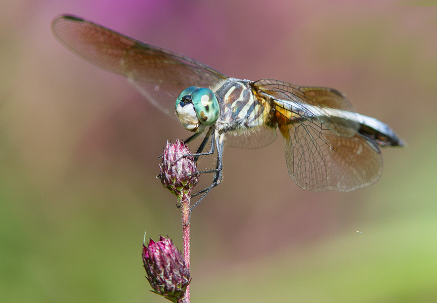 Blue Dasher v2 cf 2015_MG_9085
