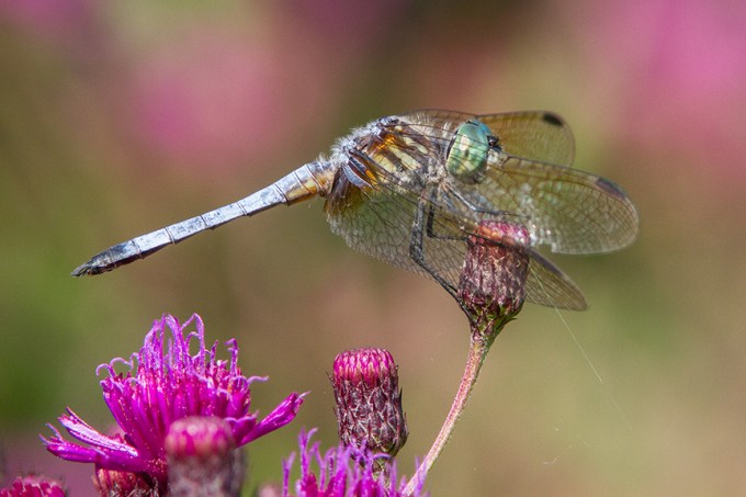 Blue Dasher v2 cf_MG_8720