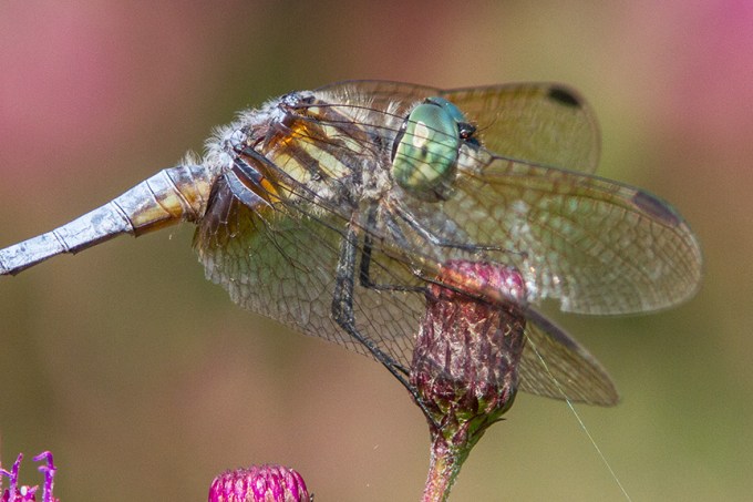 Blue Dasher v2 cf_MG_8721