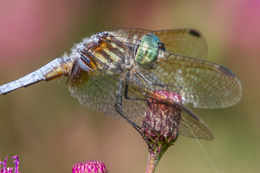 Blue Dasher v2 cf_MG_8721