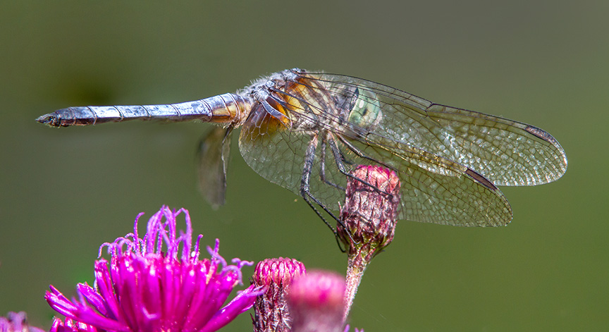 Blue Dasher v5_MG_8674