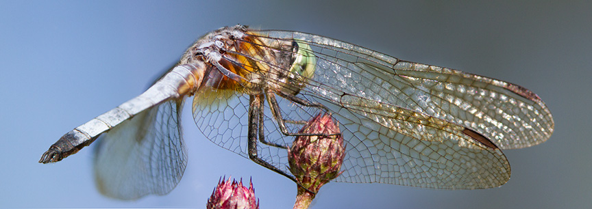 blue dasher v7 pano cf 2015_MG_8845